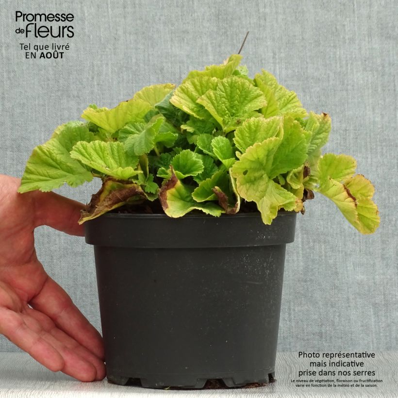 Ejemplar de Geum coccineum Borisii - Hierba de San Benito Maceta 2L/3L entregado en verano