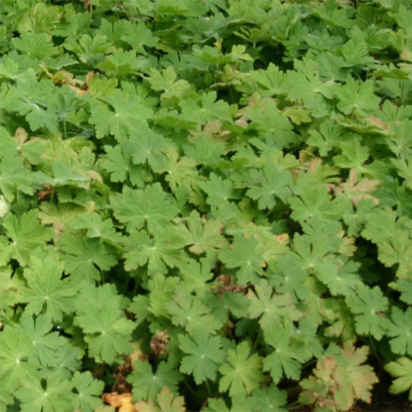 Geranio macrorrhizum Bevan s Variety - Geranio bulgaro (Follaje)