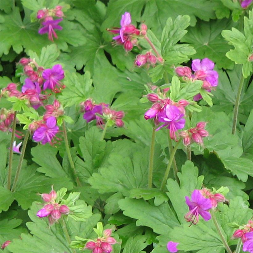 Geranio macrorrhizum Bevan s Variety - Geranio bulgaro (Floración)