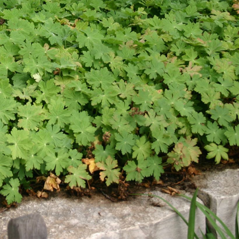 Geranio macrorrhizum Bevan s Variety - Geranio bulgaro (Porte)