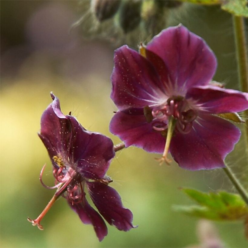 Geranio phaeum Samobor - Geranio vivaz (Floración)