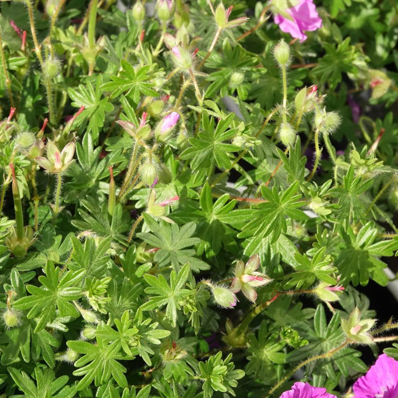 Geranium sanguineum Frivolius Purple - Geranio de sangre (Follaje)
