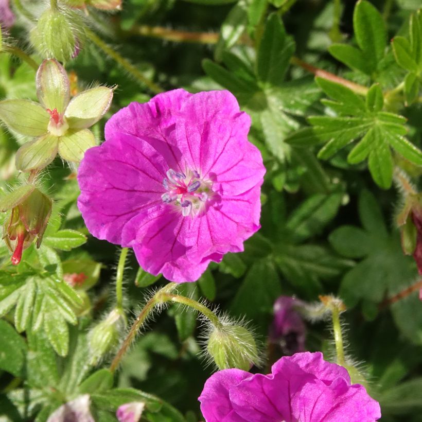 Geranium sanguineum Frivolius Purple - Geranio de sangre (Floración)