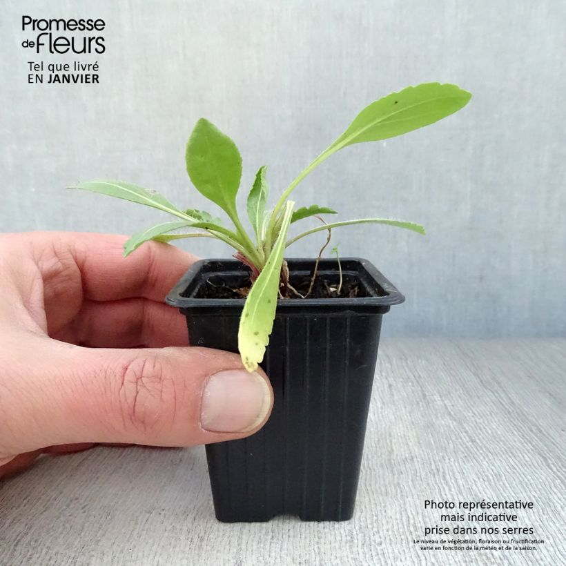 Gaillardia grandiflora Burgunder Maceta de 7/8 cm Ejemplar entregado en invierno