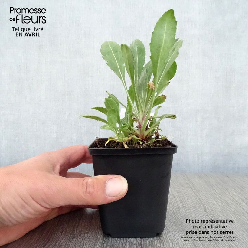 Gaillardia grandiflora Burgunder Maceta de 7/8 cm Ejemplar entregado en la primavera