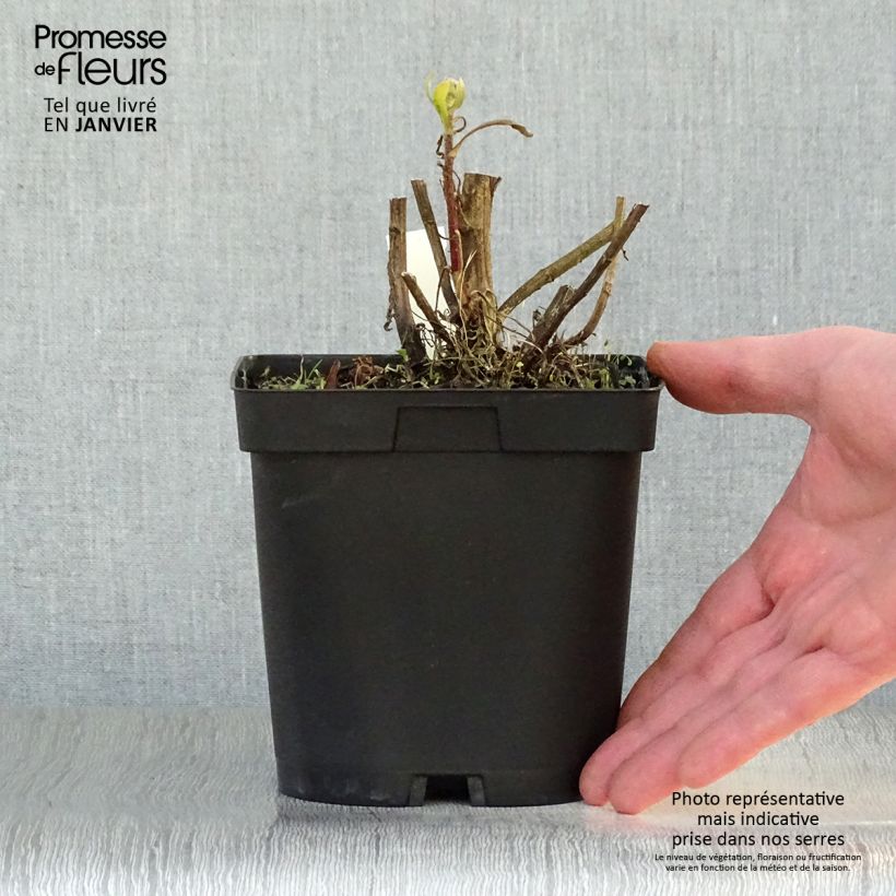 Gaillardia grandiflora Burgunder Maceta 2L/3L Ejemplar entregado en invierno