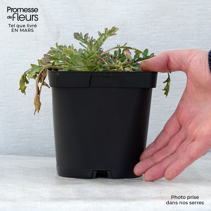 Gaillardia grandiflora Burgunder Maceta 2L/3L Ejemplar entregado en la primavera