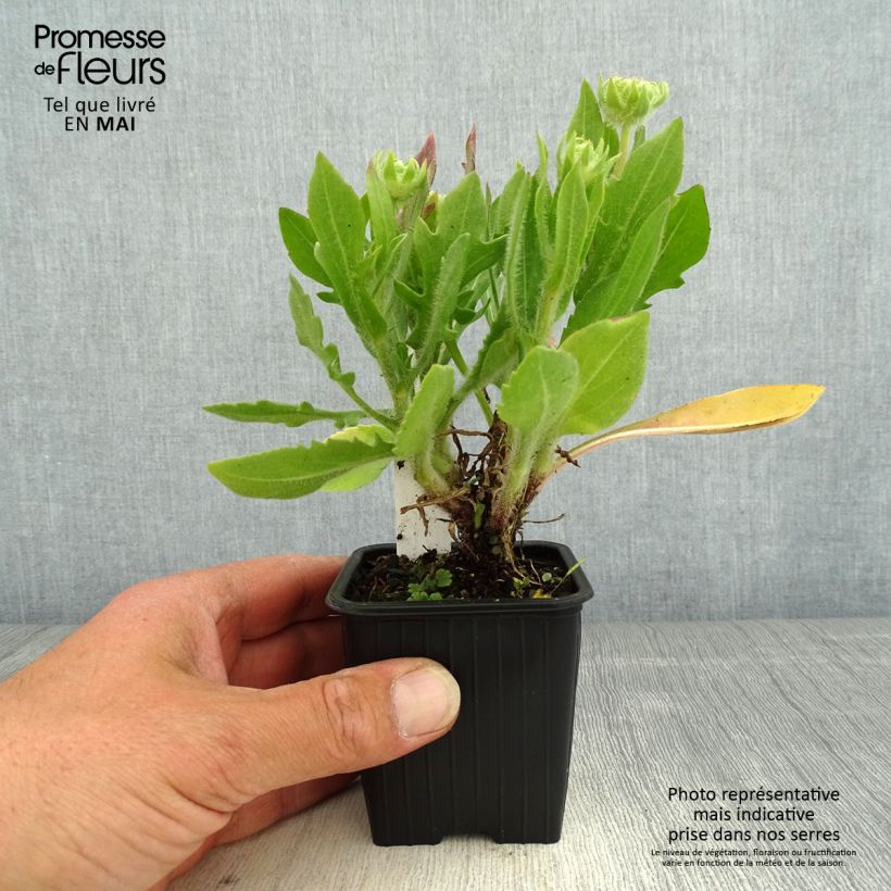 Gaillardia Fanfare Blaze Maceta de 8/9 cm Ejemplar entregado en la primavera