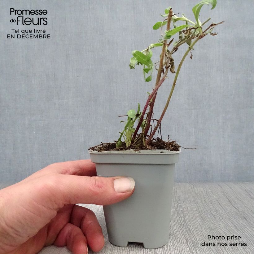 Gaillardia grandiflora Kobold Maceta de 8/9 cm Ejemplar entregado en invierno