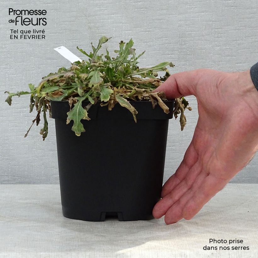 Gaillardia grandiflora Kobold Maceta 2L/3L Ejemplar entregado en invierno