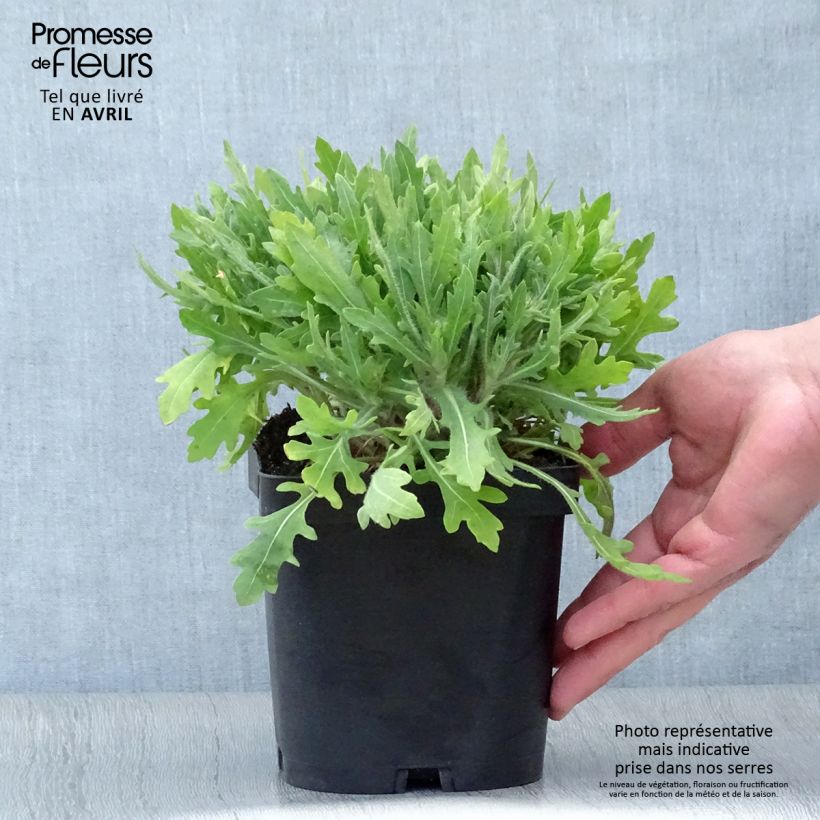 Gaillardia grandiflora Kobold Maceta 2L/3L Ejemplar entregado en la primavera