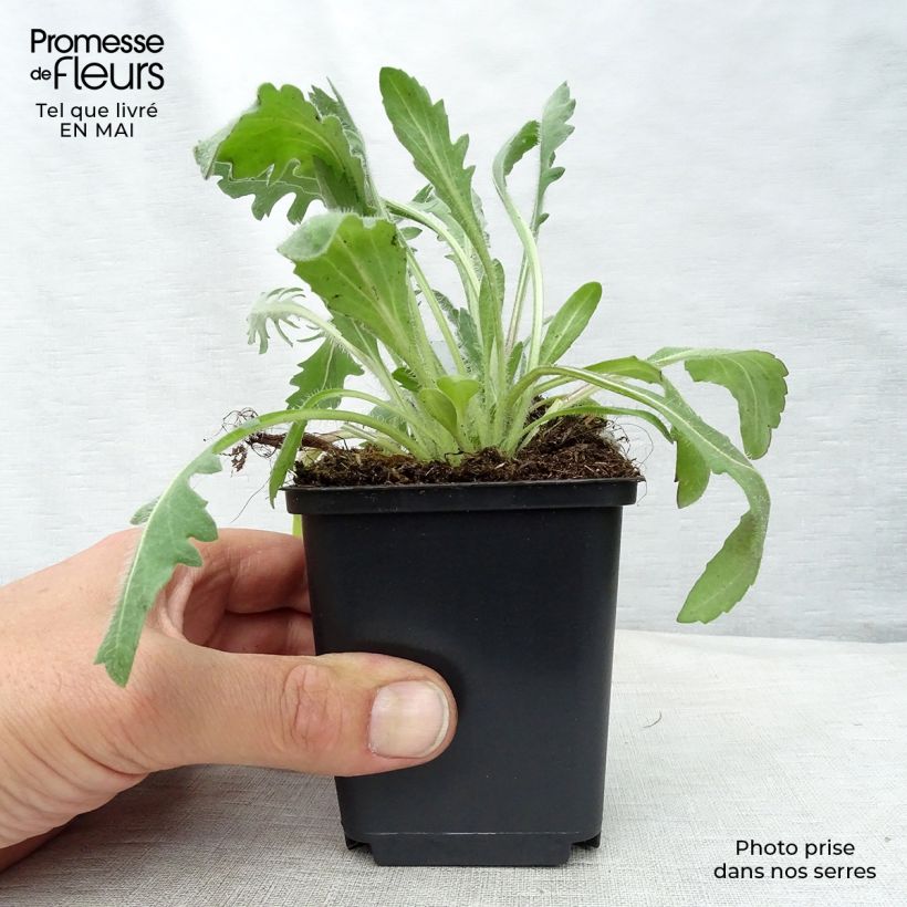 Gaillardia grandiflora Kobold Maceta de 8/9 cm Ejemplar entregado en la primavera