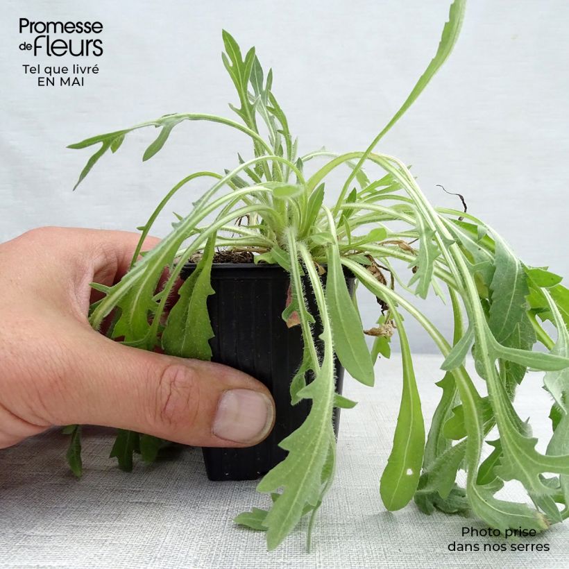 Gaillardia Lutin Maceta de 7/8 cm Ejemplar entregado en la primavera