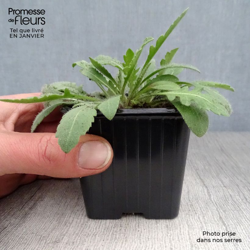 Gaillardia Lutin Maceta de 7/8 cm Ejemplar entregado en invierno