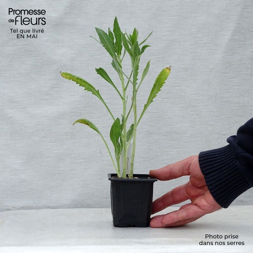 Gaillardia aristata Maxima Aurea Maceta de 7/8 cm Ejemplar entregado en la primavera