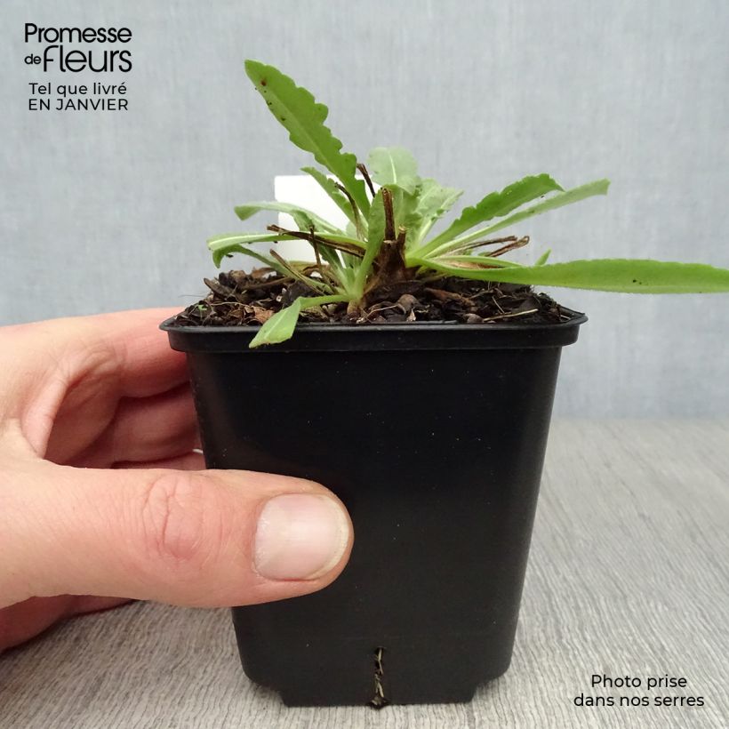 Gaillardia aristata Maxima Aurea Maceta de 7/8 cm Ejemplar entregado en invierno