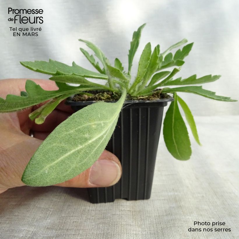 Gaillardia Royale Maceta de 7/8 cm Ejemplar entregado en la primavera