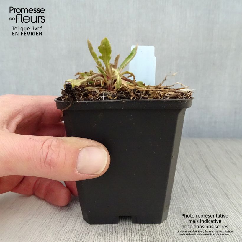 Gaillardia grandiflora Tokayer Maceta de 8/9 cm Ejemplar entregado en invierno