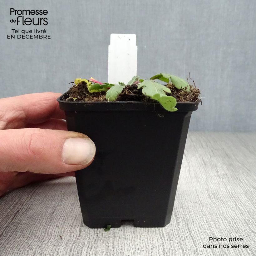 Gaillardia aristata Amber Wheels Maceta de 8/9 cm Ejemplar entregado en invierno