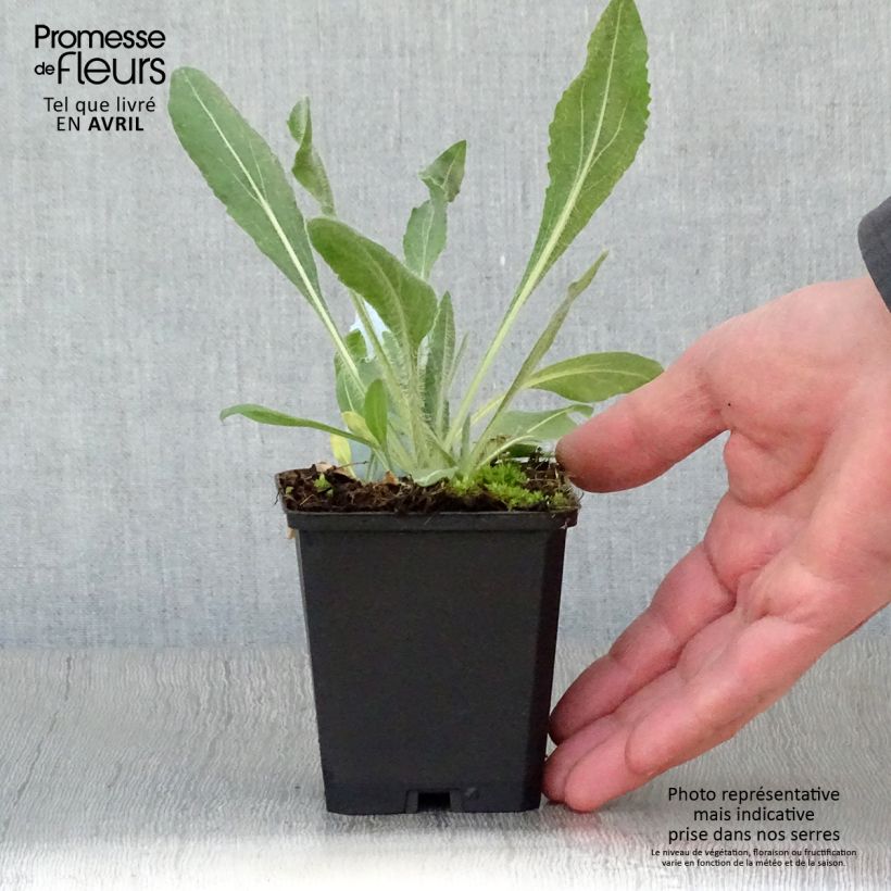 Gaillardia aristata Amber Wheels Maceta de 8/9 cm Ejemplar entregado en la primavera