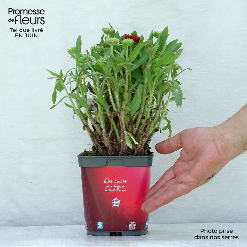 Ejemplar de Gaillardia grandiflora Arizona Red Shades Maceta 2L/3L entregado en verano