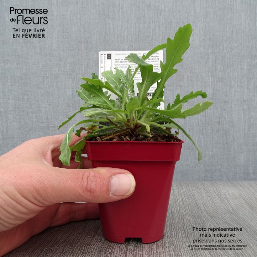 Gaillardia grandiflora Arizona Red Shades Maceta de 8/9 cm Ejemplar entregado en invierno