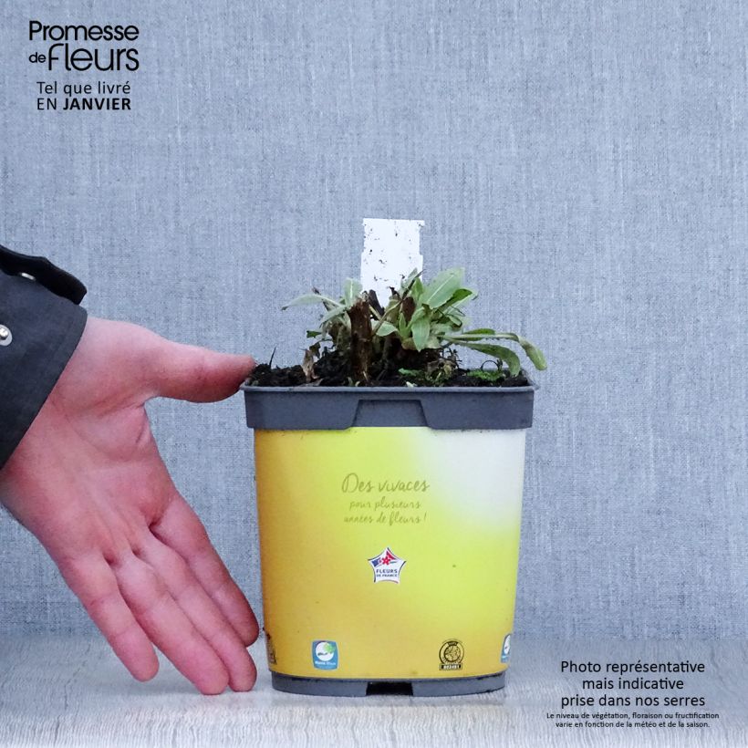 Gaillardia aristata Mesa Bright Color Maceta 2L/3L Ejemplar entregado en invierno