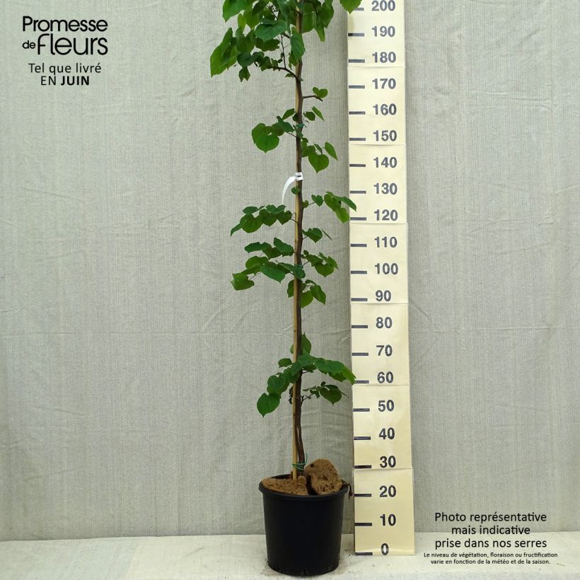 Ejemplar de Redbud del este Cascading Hearts - Cercis canadensis Maceta 7,5L/10L entregado en verano