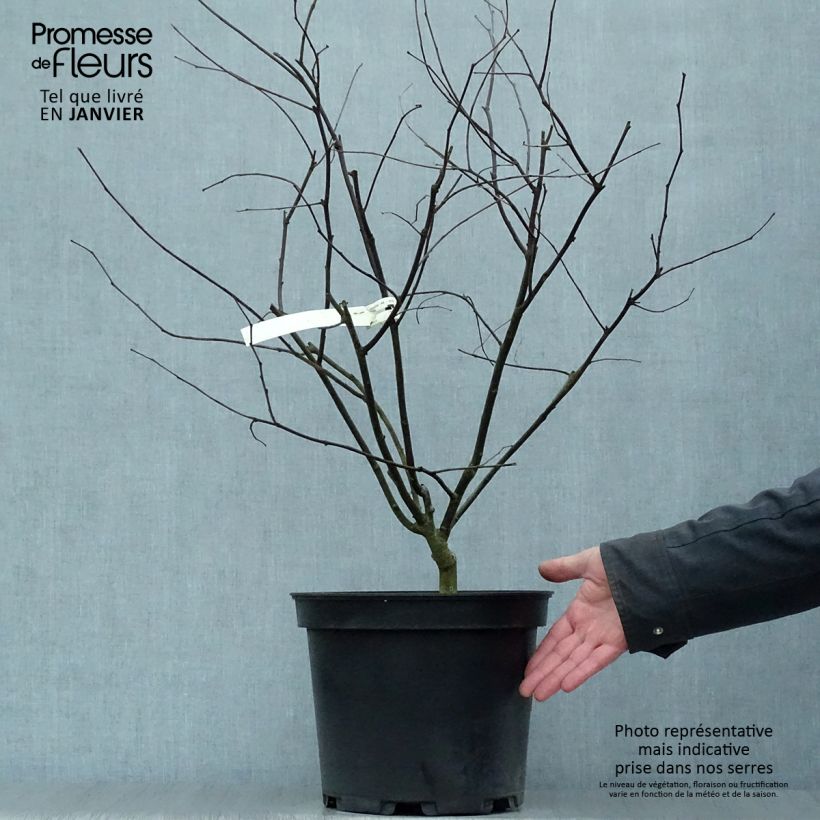 Redbud del este Red Force - Cercis canadensis Maceta 7,5L/10L Ejemplar entregado en invierno