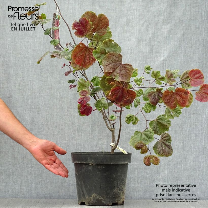 Ejemplar de Redbud del este Red Force - Cercis canadensis Maceta 7,5L/10L entregado en verano
