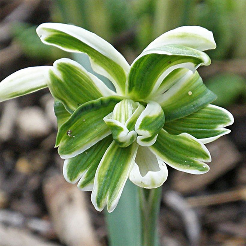 Galanthus nivalis Blewbury Tart - Campanilla de invierno (Floración)