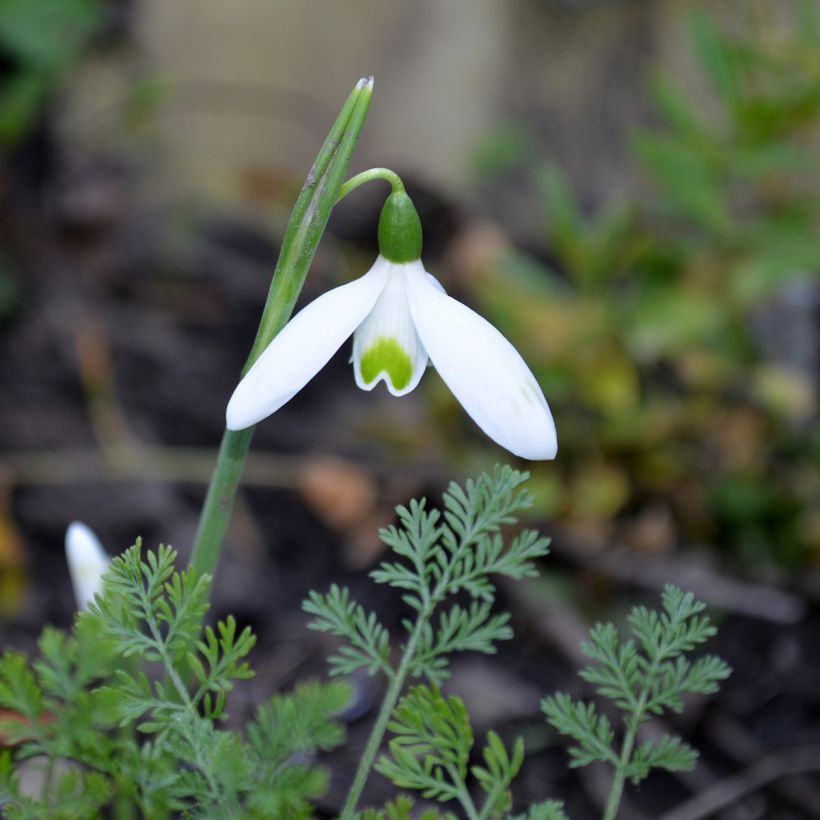 Galanthus reginae-olgae - Campanilla de invierno (Floración)