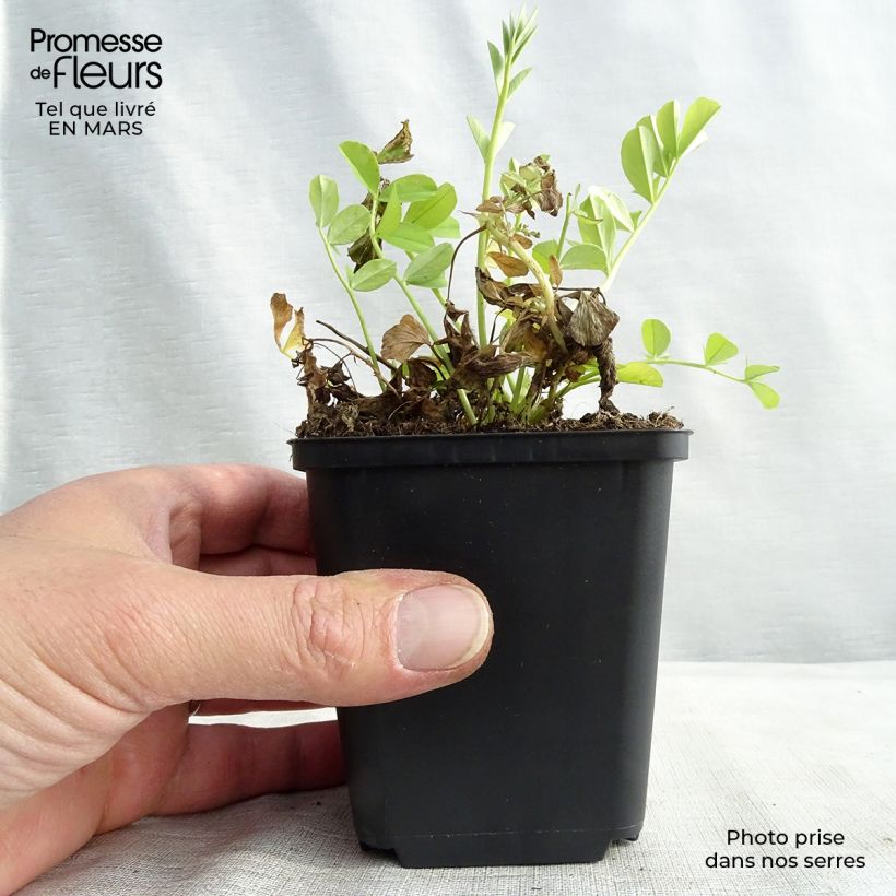 Galega officinalis - Galega Maceta de 8/9 cm Ejemplar entregado en invierno