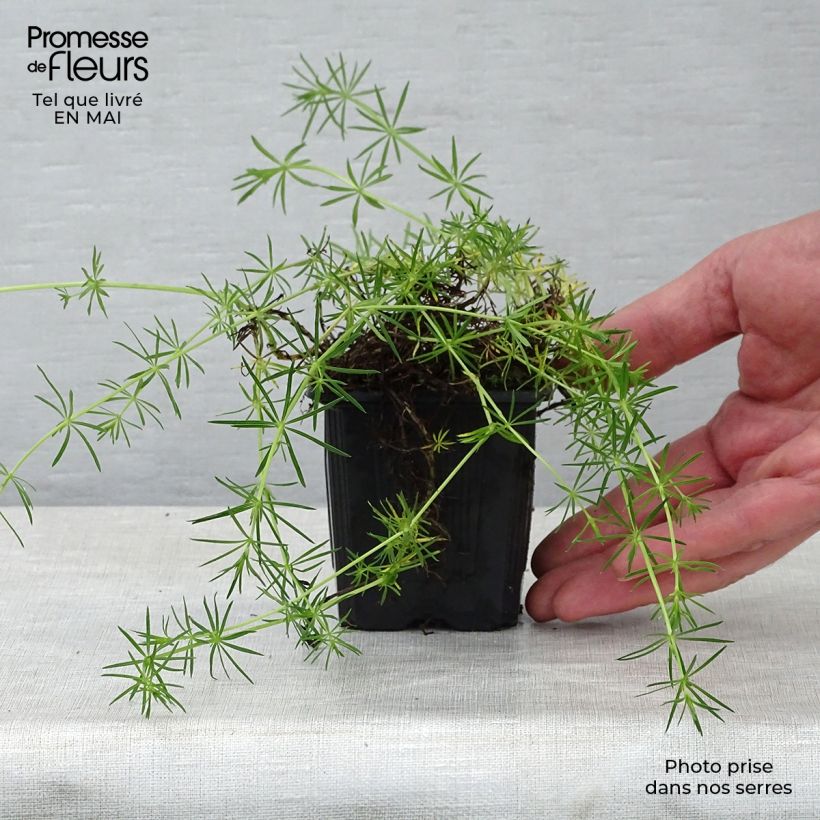 Galium verum - Cuajaleche Maceta de 8/9 cm Ejemplar entregado en la primavera