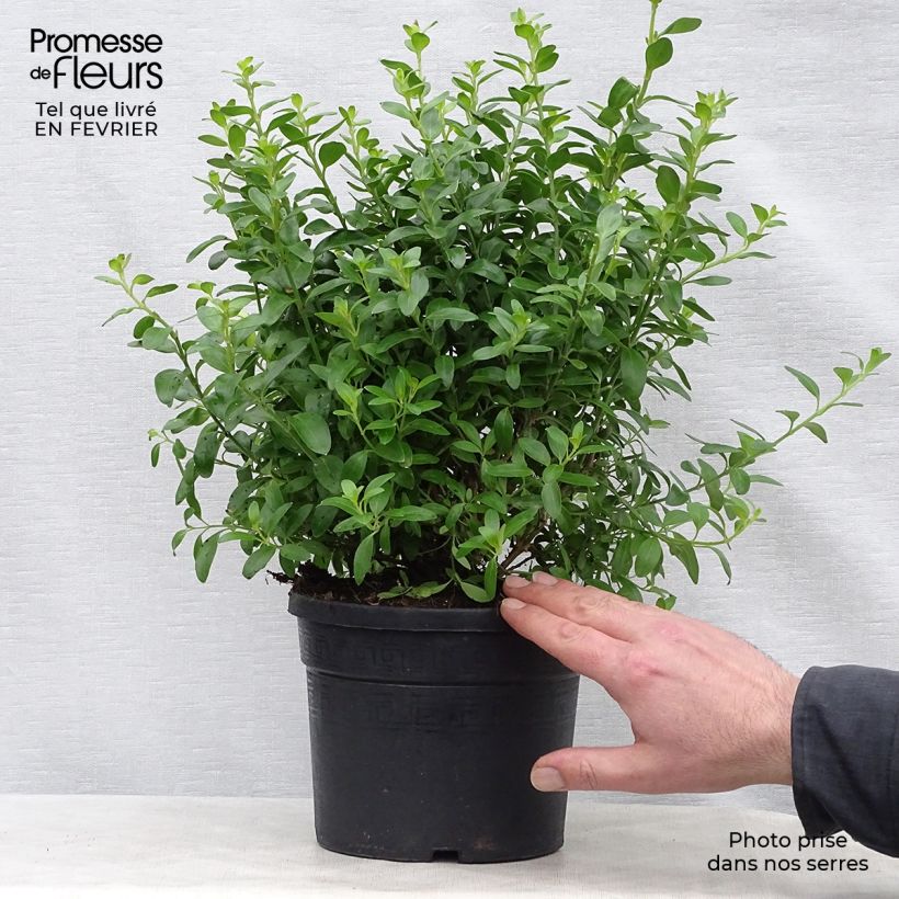 Galvezia speciosa Maceta 3L/4L Ejemplar entregado en invierno