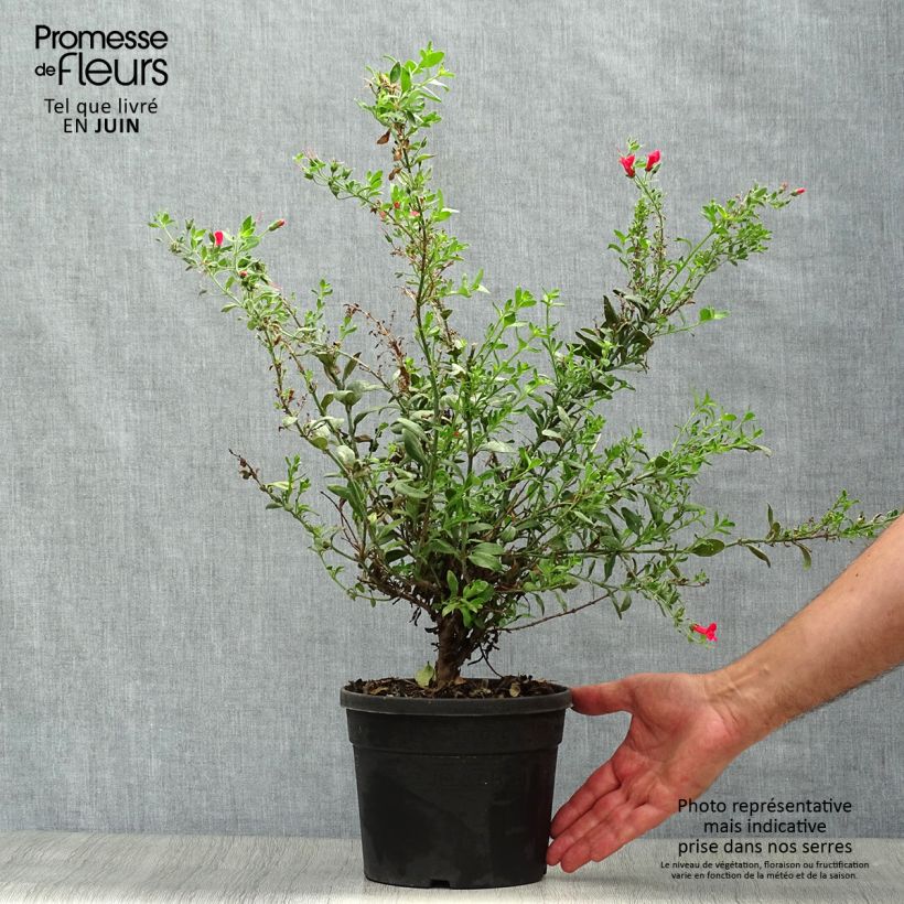 Ejemplar de Galvezia speciosa Maceta 3L/4L entregado en verano