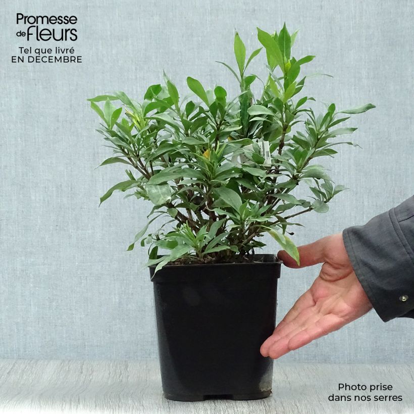 Gardenia jasminoides Sweetheart Maceta 2L/3L Ejemplar entregado en invierno