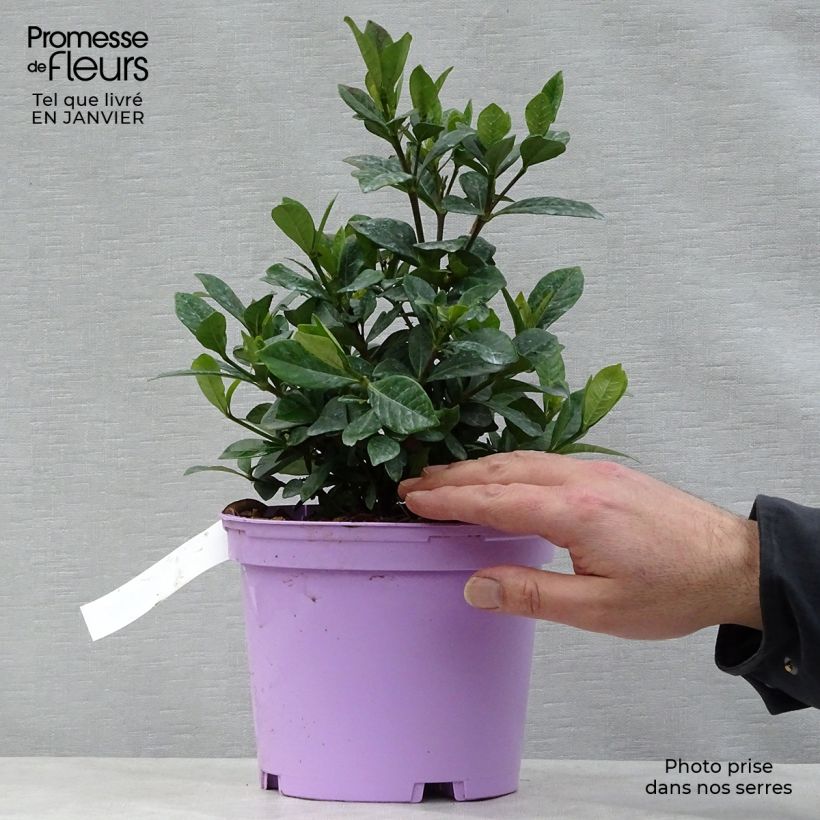 Gardenia jasminoides Crown Jewel Maceta 2L/3L Ejemplar entregado en invierno