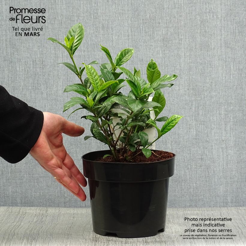 Gardenia jasminoides Double Diamonds Maceta 3L/4L Ejemplar entregado en la primavera