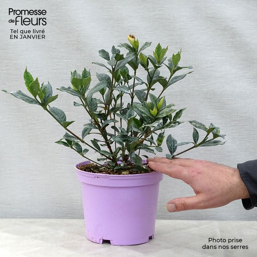 Gardenia jasminoides Double Mint Maceta 2L/3L Ejemplar entregado en invierno