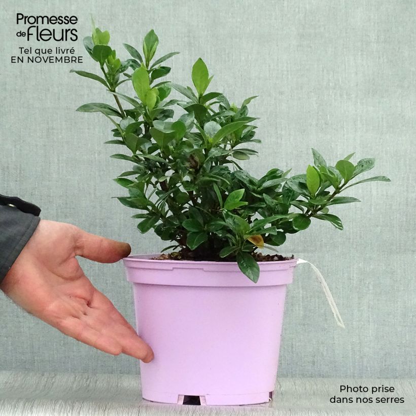 Ejemplar de Gardenia jasminoides Kleim's Hardy Maceta 2L/3L entregado en otoño