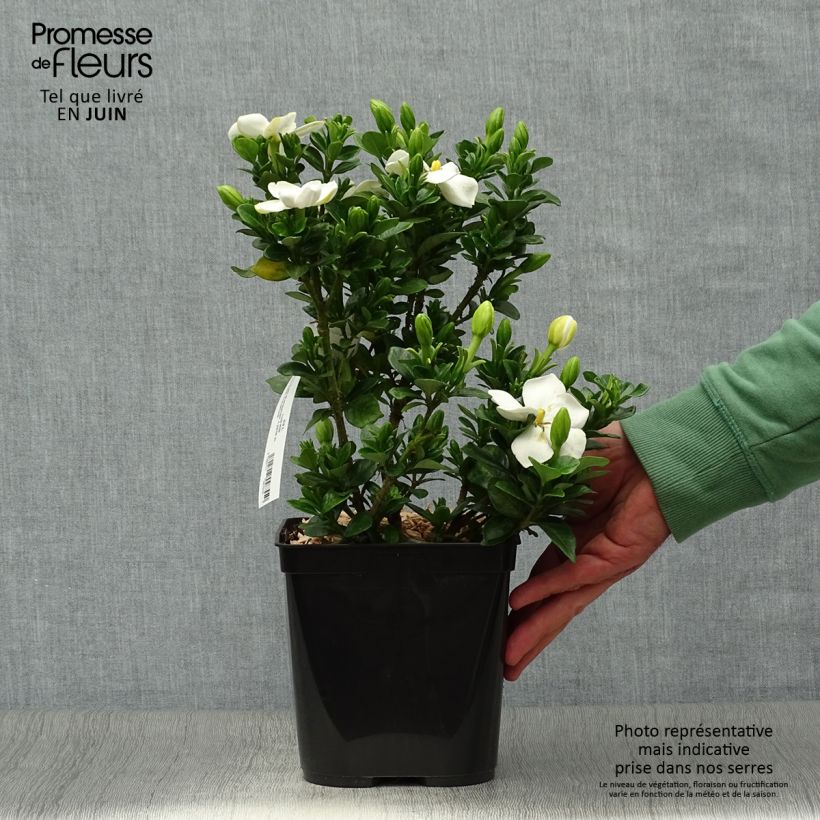 Ejemplar de Gardenia jasminoides Kleim's Hardy Maceta 2L/3L entregado en verano