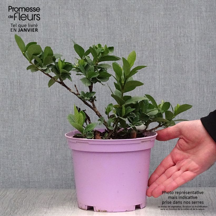 Gardenia jasminoides Kleim's Hardy Maceta 2L/3L Ejemplar entregado en invierno