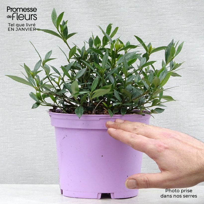 Gardenia jasminoides Perfumed Petticoats Maceta 2L/3L Ejemplar entregado en invierno