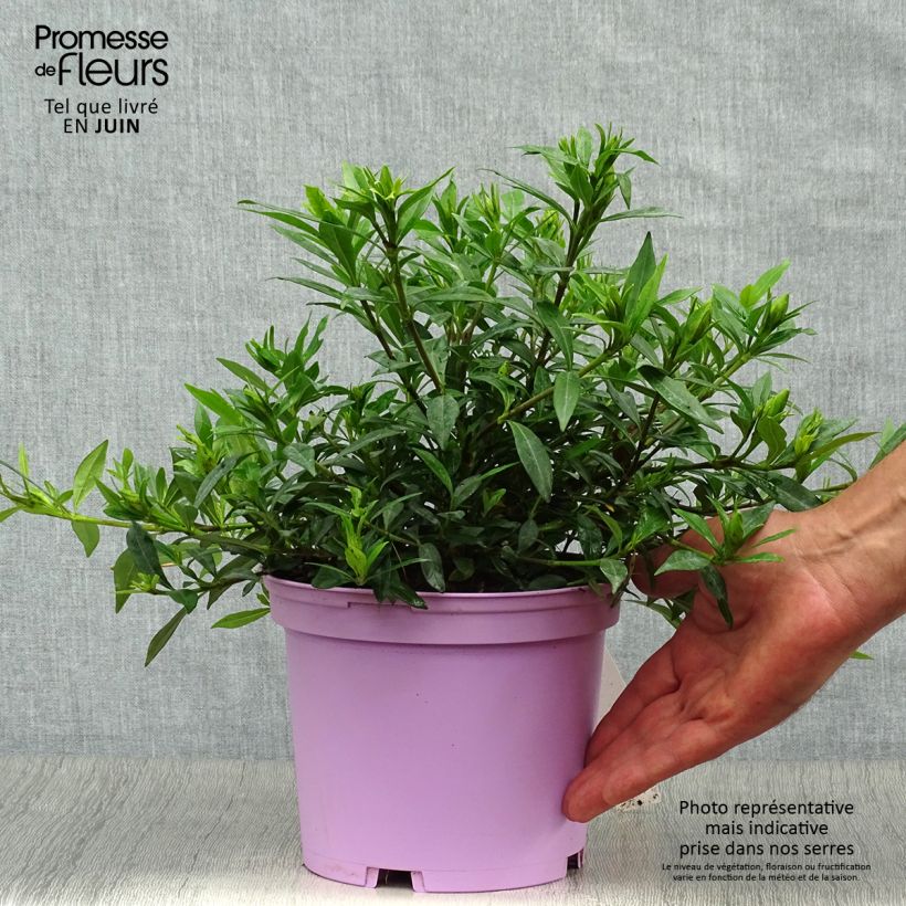 Ejemplar de Gardenia jasminoides Perfumed Petticoats Maceta 2L/3L entregado en verano