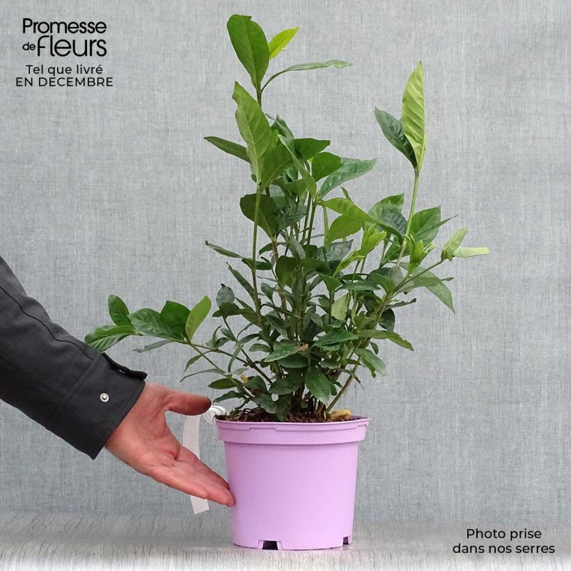 Gardenia jasminoides Summer Snow Maceta 3L/4L Ejemplar entregado en invierno