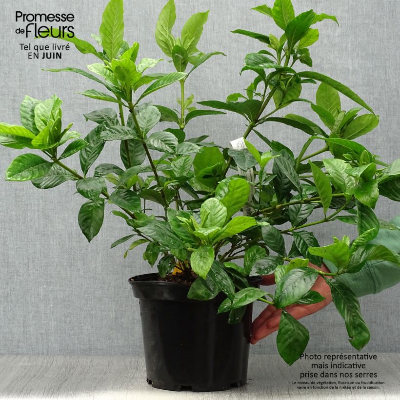 Ejemplar de Gardenia jasminoides Summer Snow Maceta 3L/4L entregado en verano