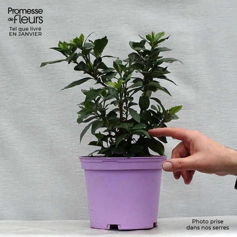 Gardenia jasminoides Pinwheel Maceta 2L/3L Ejemplar entregado en invierno