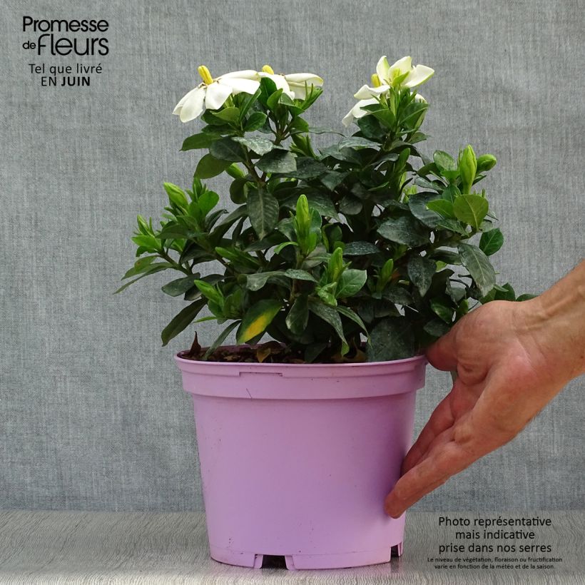Ejemplar de Gardenia jasminoides Pinwheel Maceta 2L/3L entregado en verano