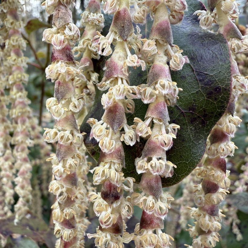 Garrya elliptica (Floración)